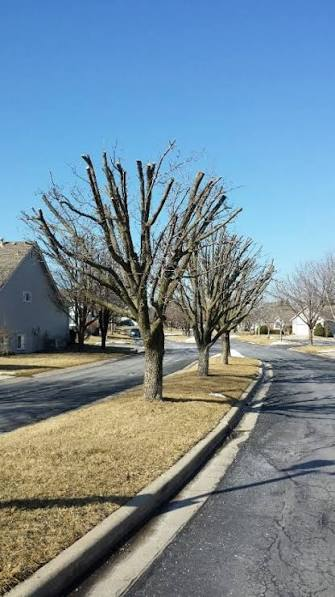 Tree topping and pruning