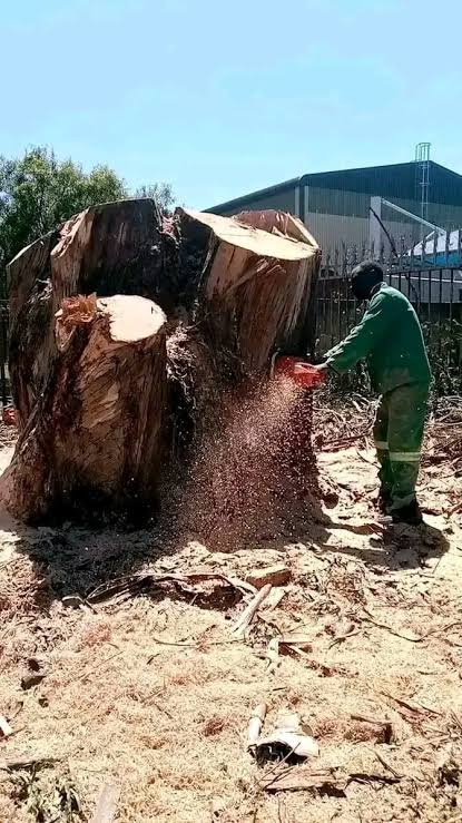 Stump removal