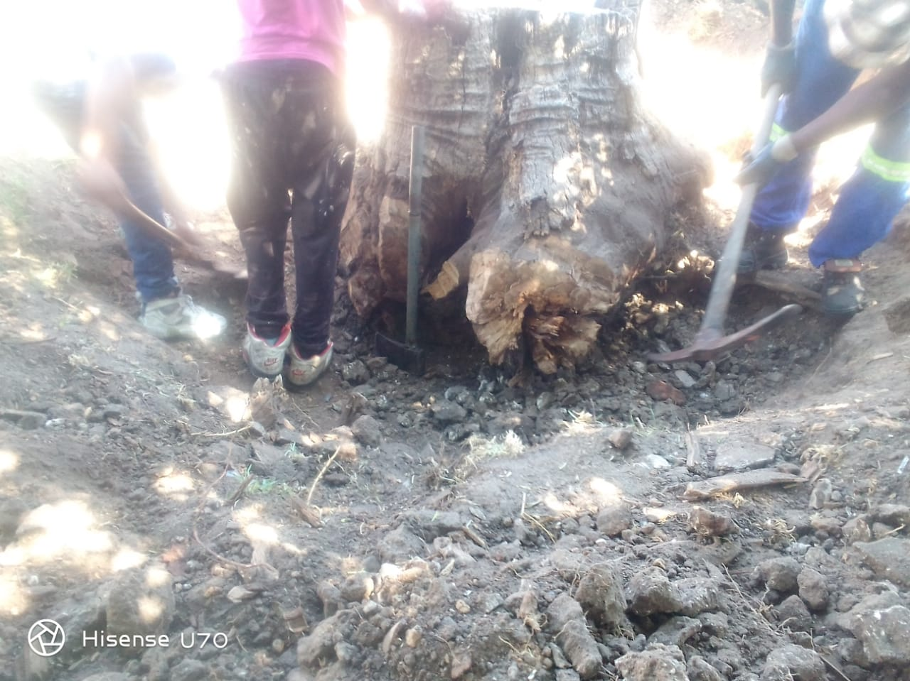 Stump removal