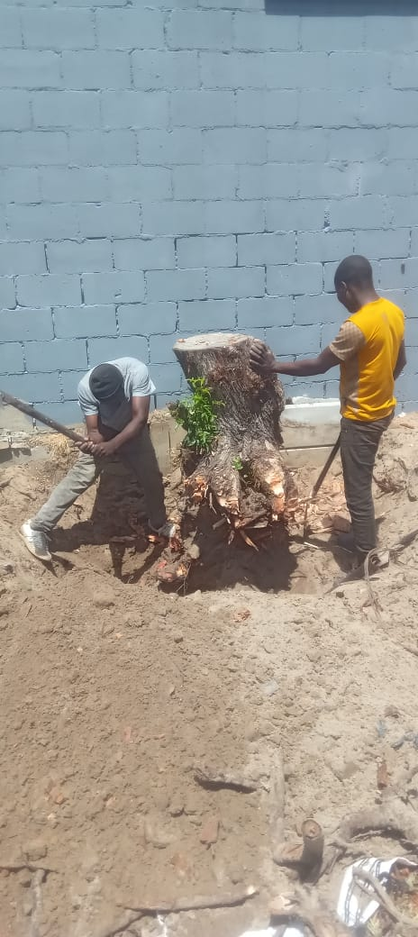 Stump grinding